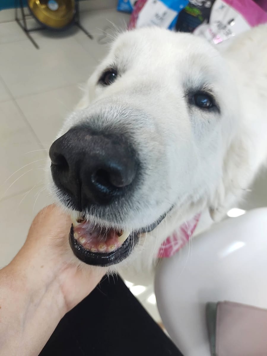 Perrita blanca sonriendo mientras la acarician