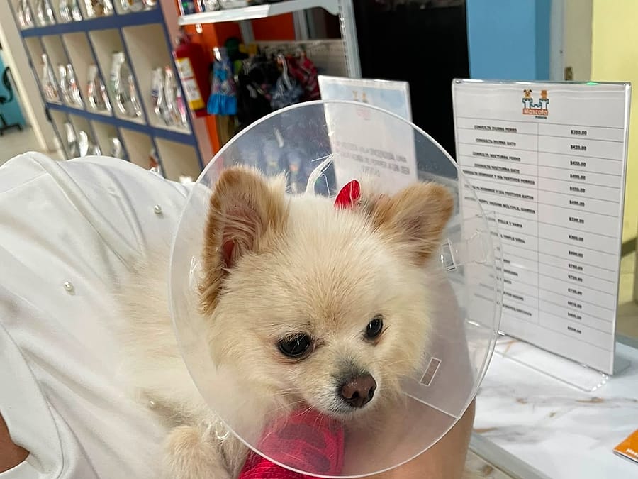 Pomerania con collar isabelino recuperándose