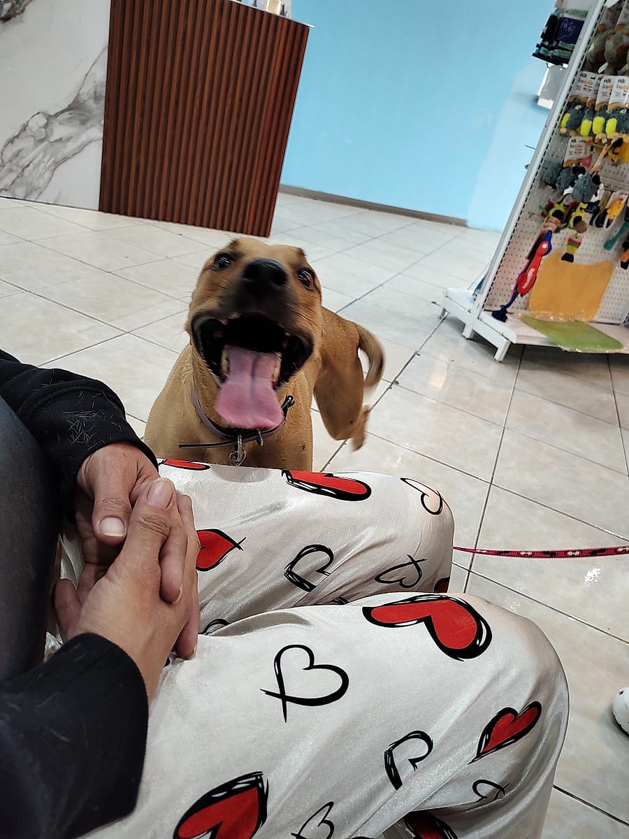 Perrito feliz con su dueña en la recepción