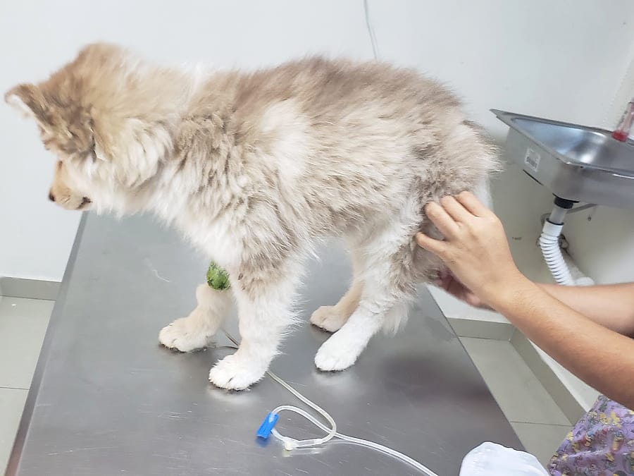 Cachorro esponjoso atendido sobre la mesa