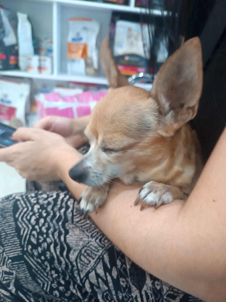Chihuahua tranquilo en brazos