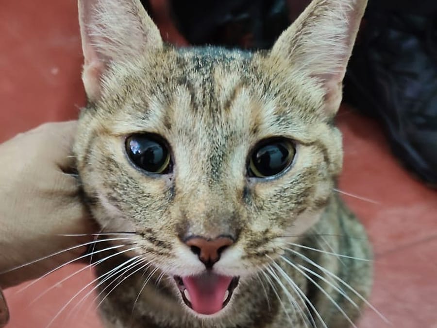Gatito con vendaje amarillo en la pata