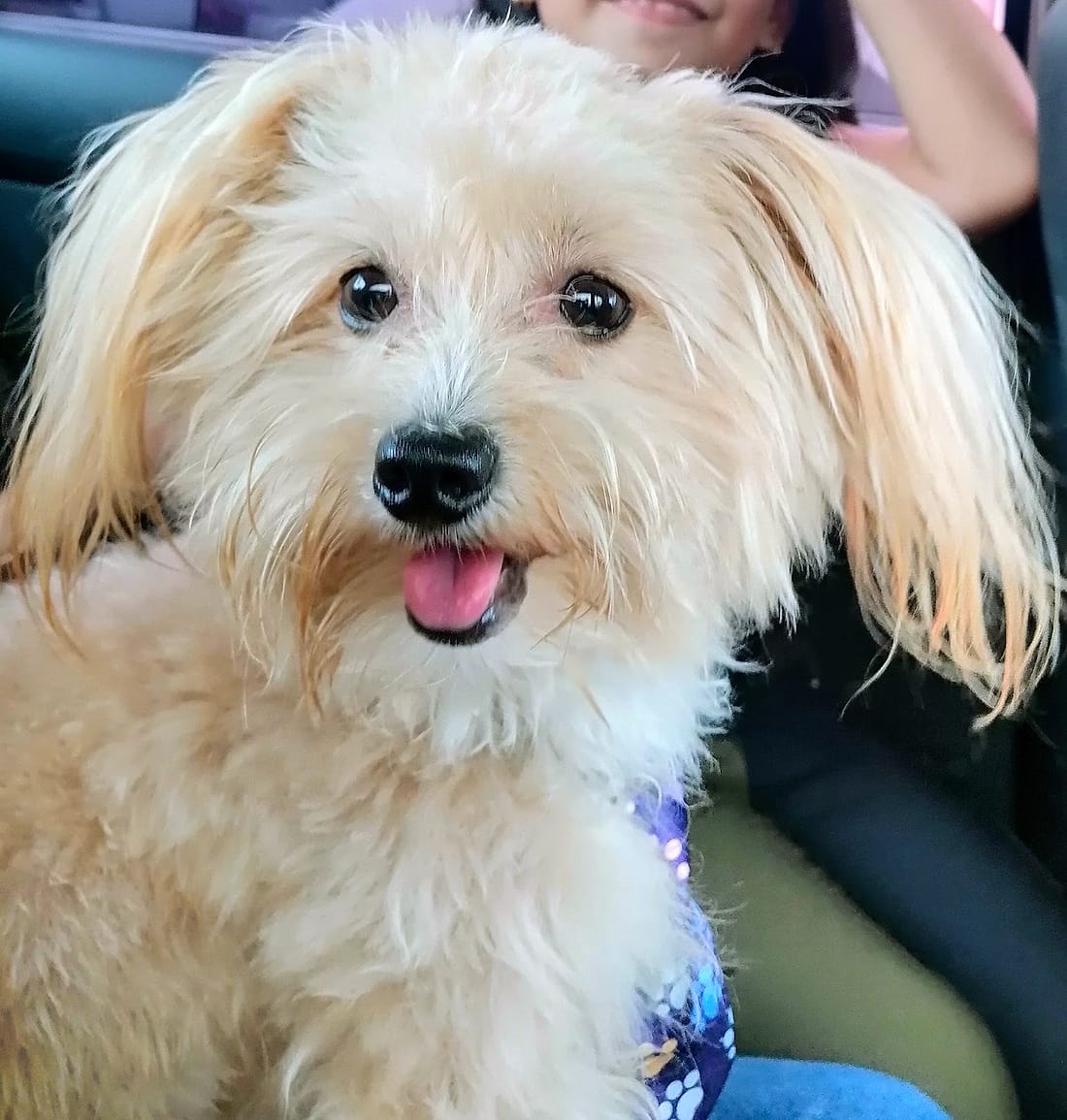 Perrito blanco de pelo largo sonriendo
