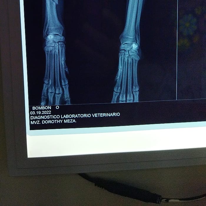 Radiografía de las patas de un paciente