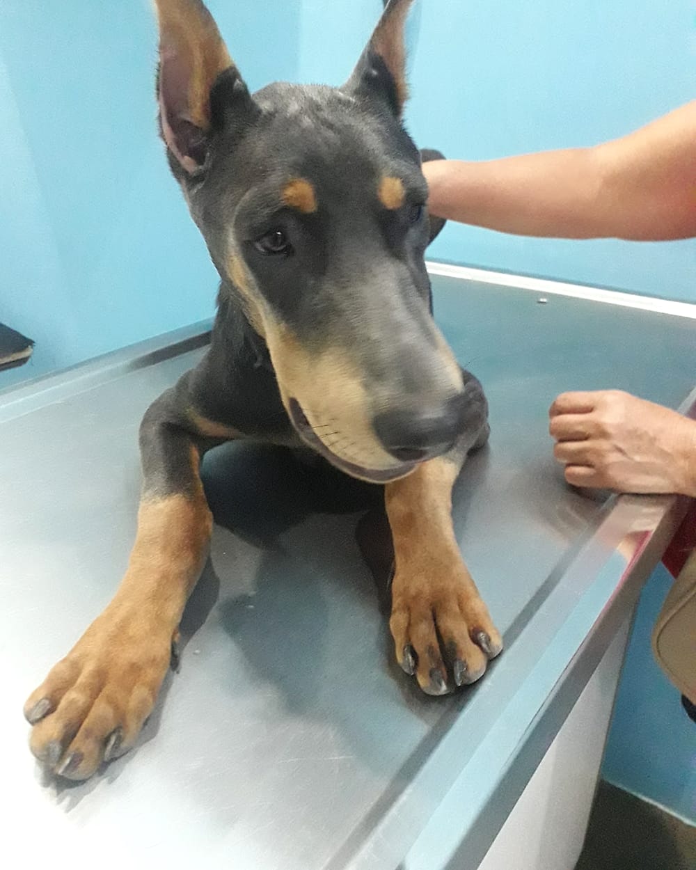 Perro doberman revisado sobre la mesa de exploración